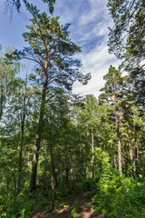 Fototapeta premium summer landscape with mountains and clouds