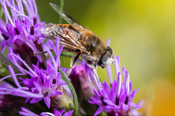 Bee muzzle in pollen. Bee on lilac flower