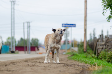 A lonely sad thin white dog howls waiting at the turn of the road in the Northern village.