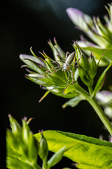 green spider on wildflowers
