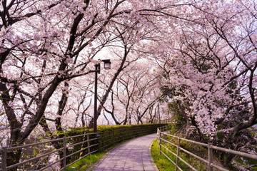 桜　草津 de愛広場　Cherry Blossoms　kusatsu　deai　Square