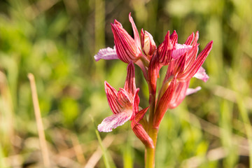 Fototapeta premium Butterfly orchid