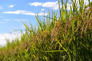Naklejka premium Rice filed, the harvest season