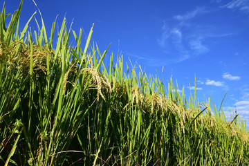 Rice filed, the harvest season