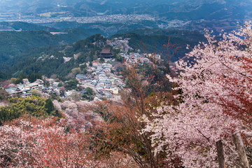Fototapeta premium 桜 sakura 吉野山 Yoshino Mountain