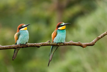 Common Bee-eaters breeding performance