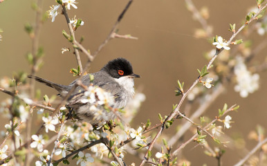 Sardinian warbler in bush