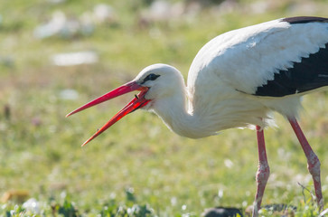 white stork feeding on green grass