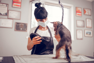 Woman drying dog after washing using blow dryer