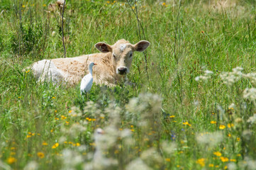 calf and cattle egret bird