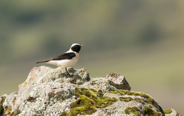 black-eared wheatear sitting on stone