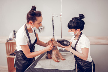 Two women working in grooming salon drying little dog