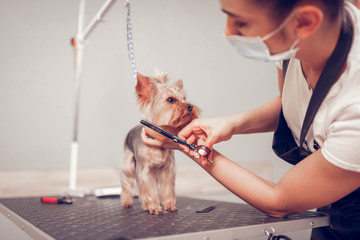 Woman wearing mask and apron cutting hair for cute dog