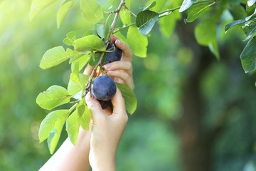 Plum.Woman's hands collect ripe plum   in the garden on a blurred green background. Harvesting plum.Farming and gardening