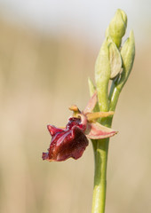 Mammose ophrys macro photography