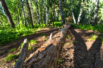 Naklejka premium trees in the forest
