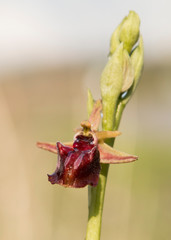 Mammose ophrys macro photography