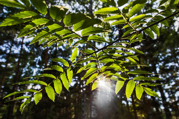 leaves in the forest