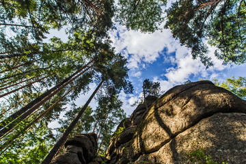 Fototapeta premium rocks in forest