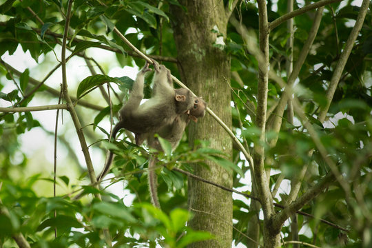 mankey