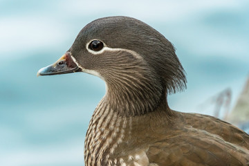 The mandarin duck (yuanyang) is a perching duck species found in East Asia, The mandarin, widely regarded as the world's most beautiful duck.