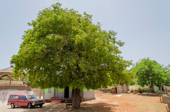 Lush Tamarind Tree