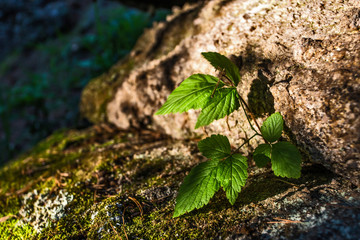 young plant in soil