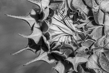 Close up of sunflower prior to bloom BW