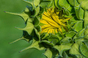 Close up of sunflower prior to bloom