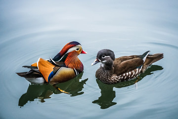The mandarin duck (yuanyang) is a perching duck species found in East Asia, The mandarin, widely...