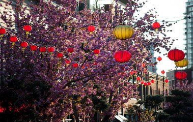 Victoria, BC, Canada Chinatown lantern decorations on a street with cherry blossom trees in full bloom.