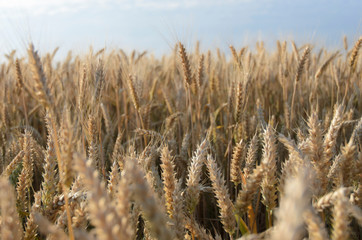 Fototapeta premium wheat ear on a blurred background of a wheat field