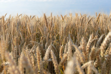 Fototapeta premium Yellow grain ready for harvest growing in a farm field