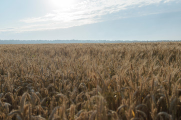 Yellow grain ready for harvest growing in a farm field