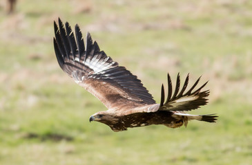 Fototapeta premium Immature Golden eagle eating and flying