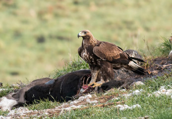 Immature Golden eagle eating and flying