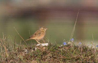 Tawny pipit sitting on the ground