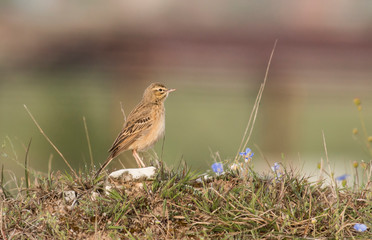 Fototapeta premium Tawny pipit sitting on the ground