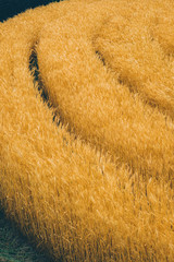 Golden Rice field drawing a curve