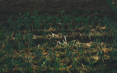 Green onion growing in the field