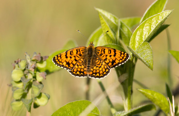 Glanville Fritillary butterfly macro photography