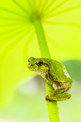 アマガエル