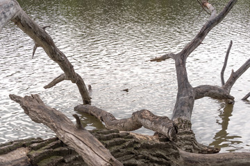 wonderfully crafted trees by nature near a lake forming the shape of deer, lizard, spider, hand 