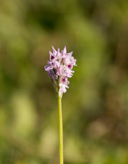 Obraz premium Three-toothed orchid