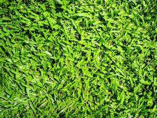 green grass texture background 001