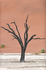 Dead tree in Deadvlei, Namib-Naukluft National Park, Namibia