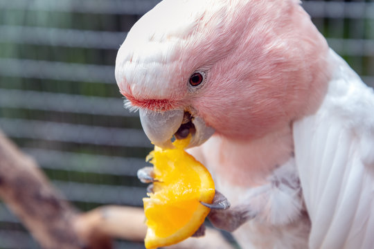 Pink parrot eating orange piece.