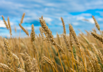 Wheat spikelets on a wheat field close-up against the blue sky