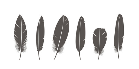Feathers logo. Isolated feathers on white background