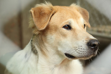 Close Up Head Snout Of Beautiful Young Thai Dog Outdoor. 